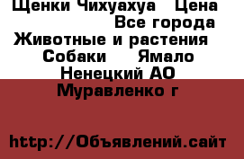 Щенки Чихуахуа › Цена ­ 12000-15000 - Все города Животные и растения » Собаки   . Ямало-Ненецкий АО,Муравленко г.